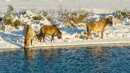 drei Wildpferde auf der Sophienhöhe laufen durch den Schnee neben der Wasserstelle