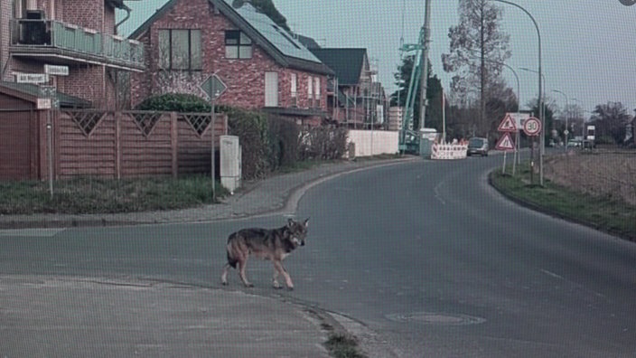 Wolf auf dem Weg