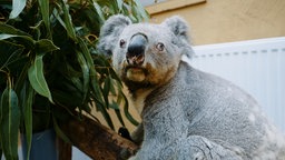 Das Bild zeigt den ältesten Koala Europas.