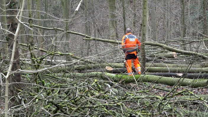 Mehrere gefällte Bäume in einem Wald, ein Mann in orangener Arbeitskleidung steht mit dem Rücken zur Kamera