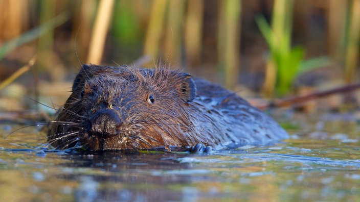 Ein Biber schwimmt im Wasser