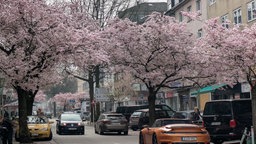 Das Bild zeigt die Rüttenscheider Straße in Essen, an der Kirschblüten blühen.