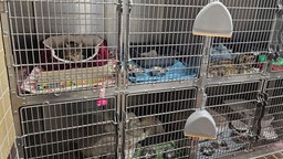 Mehrere Katzen sitzen in kleinen Käfigen im Quarantänebereich des Tierheims