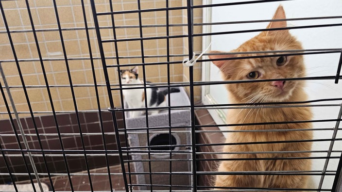 Eine rot/orangefarbene Katze schaut neugierig durch die Gitterstäbe. Im Hintergrund sitzt eine weitere Katze in dem Käfig.