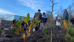 Jungbäume wurden frisch in die Erde gepflanzt