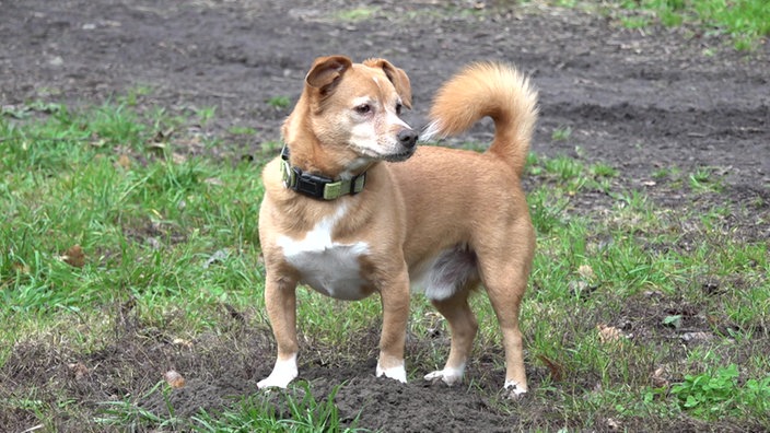 Kleiner blonder Hund steht auf einer Wiese