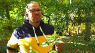 Rombergpark-Direktor Patrick Knopf mit einem immergrünen Baum