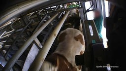Auf einem geheim gedrehten Video im Schlachthof Bochum sind zwei Rinder im Treibgang zu sehen, ein Arbeiter gibt einem von ihnen mit einem langen Stock von hinten einen Elektroschock
