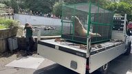 Der Seelöwe in seinem Käfig im Wuppertaler Zoo.