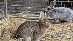 Staatsanwaltschaft Dortmund vermittelt Tiere: Kaninchen (27.09.2024)