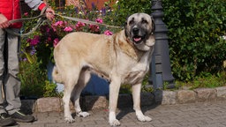 Staatsanwaltschaft Dortmund vermittelt Tiere: Kangal (27.09.2024)