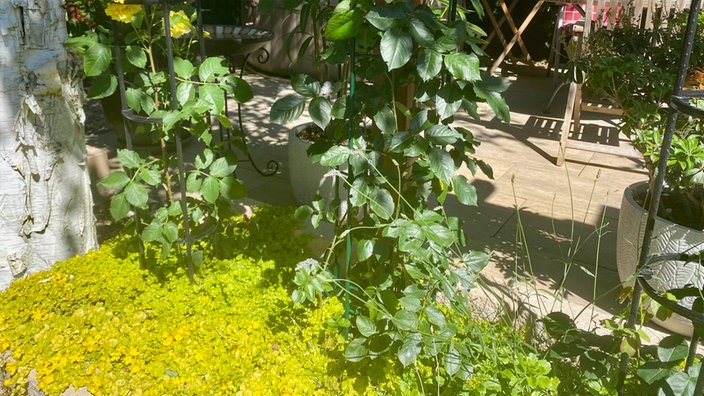 Zwei Rosen in einem Gartenbeet