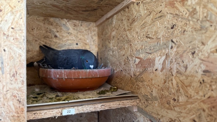 Taube in speziellem Container-"Loft" der Taubenhilfe in Lünen