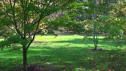 Zwei kleine Bäume auf einer Wiese