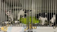 Drei Katzen-Kitten in einem Käfig hinter Gitterstäben