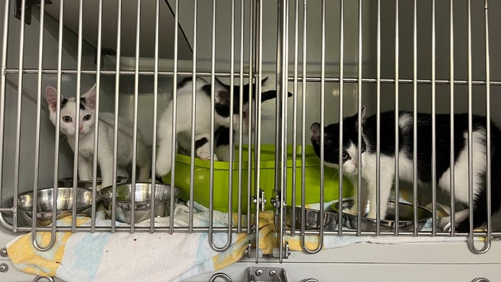 Drei Katzen-Kitten in einem Käfig hinter Gitterstäben