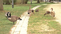 Enten und Gänse in der Grünen Mitte in Essen