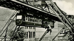 montiertes Foto: Elefant Tuffi stürzt aus der Schwebebahn Wuppertal