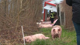 Ein umgestürzter Tiertransporter steht am Waldrand, mehrere Schweine laufen frei auf einer Wiese herum. 