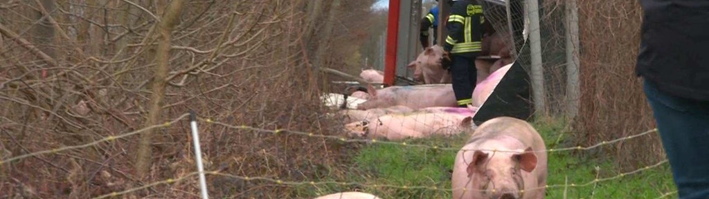 Ein umgestürzter Tiertransporter steht am Waldrand, mehrere Schweine laufen frei auf einer Wiese herum. 