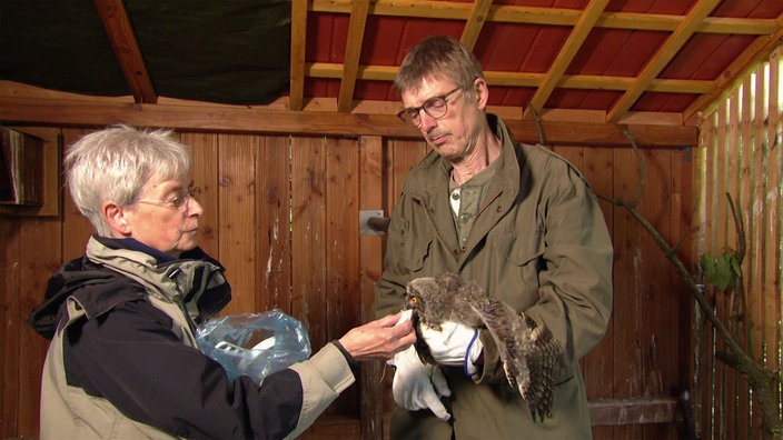 Gudrun und Ingo Hartisch fuettern Maus an Waldohrküken