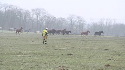 Auf dem Bild sieht man einen Feuerwehrmann über eine Wiese gehen. Im Hintergrund galoppieren einige Pferde.