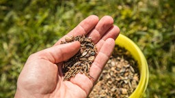 Eine Hand hält in Wittenberge Wildblumen-Saatgut