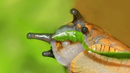 Eine Schnecke frisst sich durch ein Salatblatt