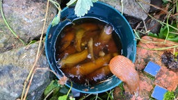 Schnecken in einer Schneckenfalle, Bierfalle.