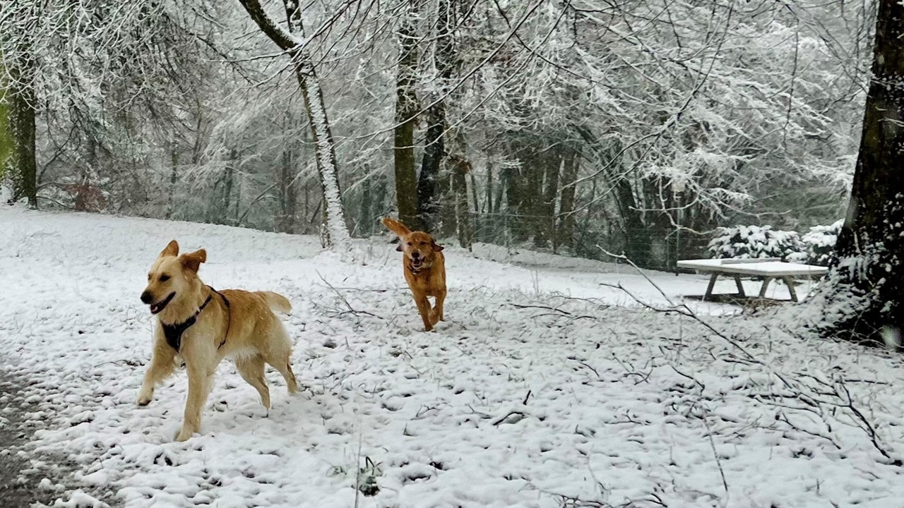 Zwei Hunde tollen durch den Schnee in Bielefeld