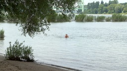 Mann schwimmt im Rhein in Rodenkirchen 