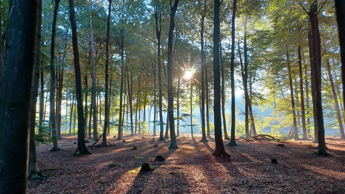 Ausritt in die Metelener Heide im Kreis Steinfurt.