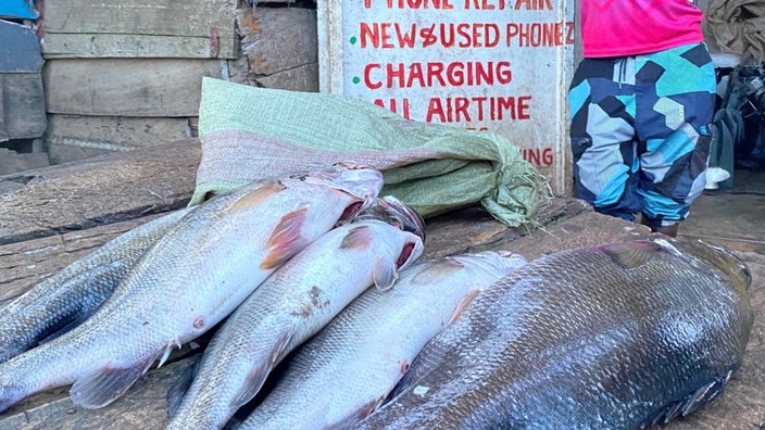 fünf Fische liegen auf dem Boden