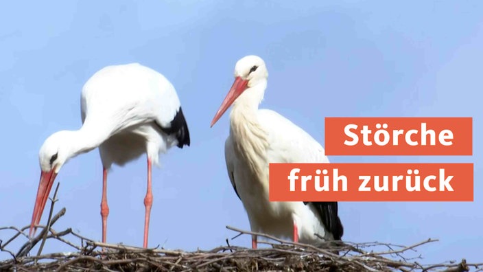 Störche sind früh zurück