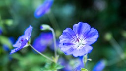 Storchschnabel (Geranium wallichianum),