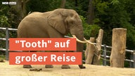 "Tooth" auf großer Reise