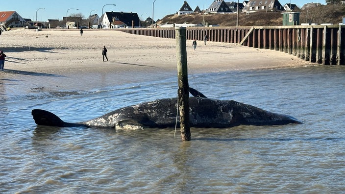 Toter Pottwal im Meer vor Sylt