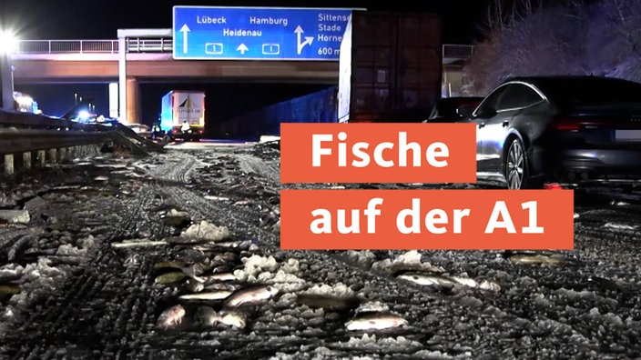 Fische auf der A1