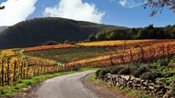 Herbststimmung in Weinbergen in Bad Neuenahr