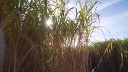 Die Planze Miscanthus die für die Paperhandtücher verwendet wird