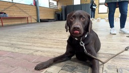 Labradorhund Loki beim Training mit seinem Besitzer