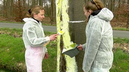 Schülerinnen pinseln Farbe auf einen Baum.