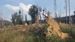 Umgekippter Baum im Wald 