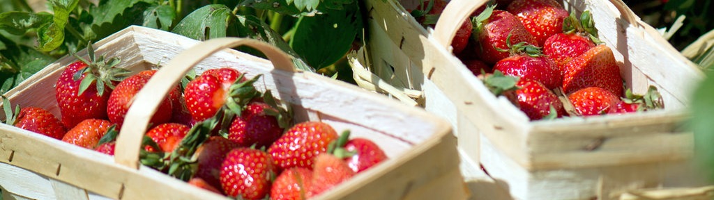 Erdbeeren pflücken