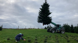 Weihnachtsbaum wird abtransportiert