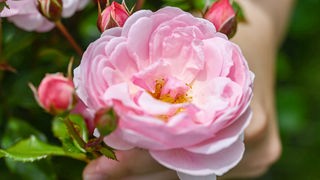 Eine rosafarbene Rose mit einer unscharfen Hand, die den Stiel hält.