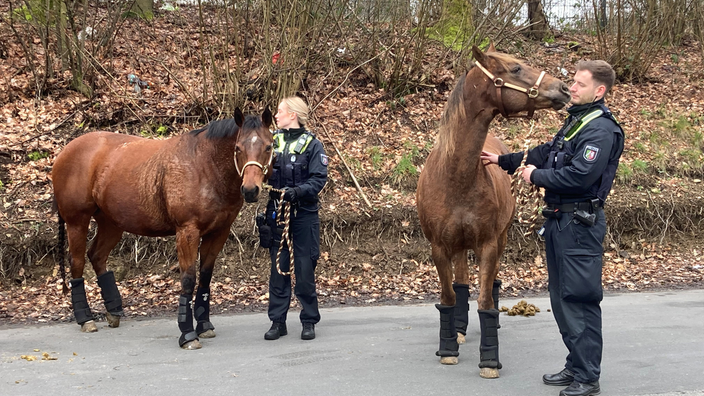 Polizisten und Pferde bei der Großkontrolle