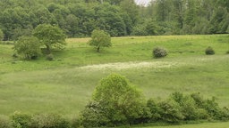 Zu sehen ist eine weite grüne Landschaft.