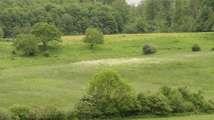 Zu sehen ist eine weite grüne Landschaft.