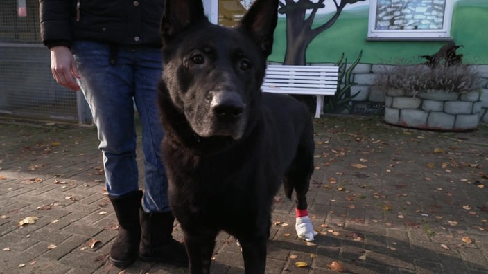 Schäferhund Emil schaut in die Kamera